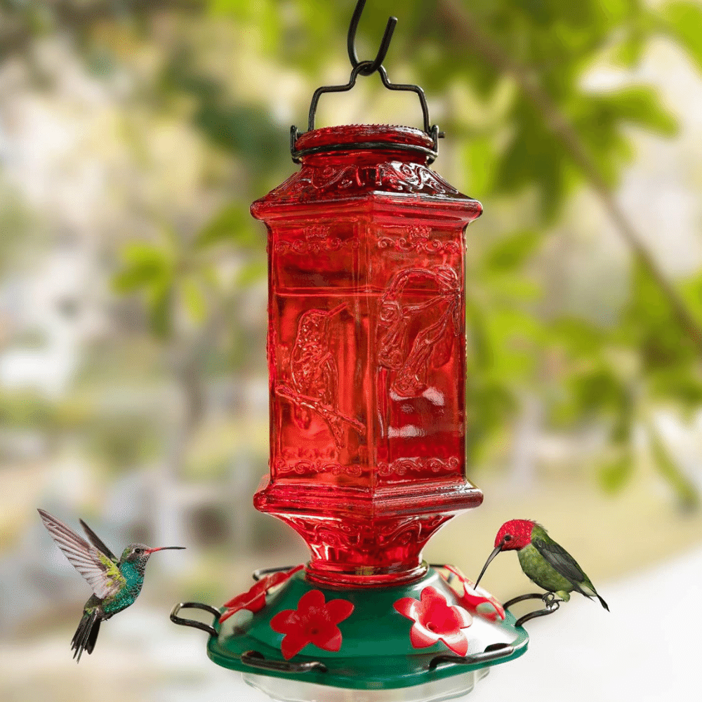 Discover the Charm of Top Hummingbird Feeders to Elevate Your Garden!