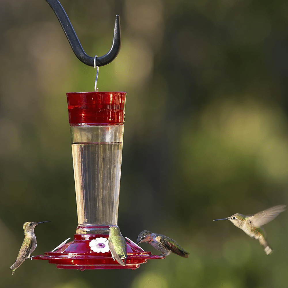 Discover the Charm of Top Hummingbird Feeders to Elevate Your Garden!