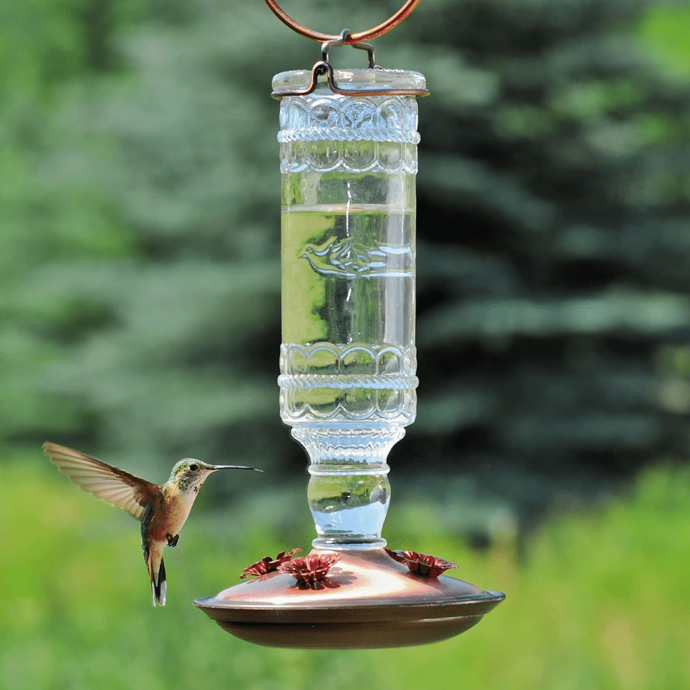 Discover the Charm of Top Hummingbird Feeders to Elevate Your Garden!