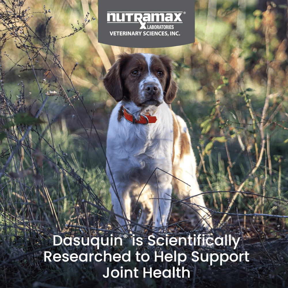 Nutramax Laboratories Dasuquin Joint Supplement