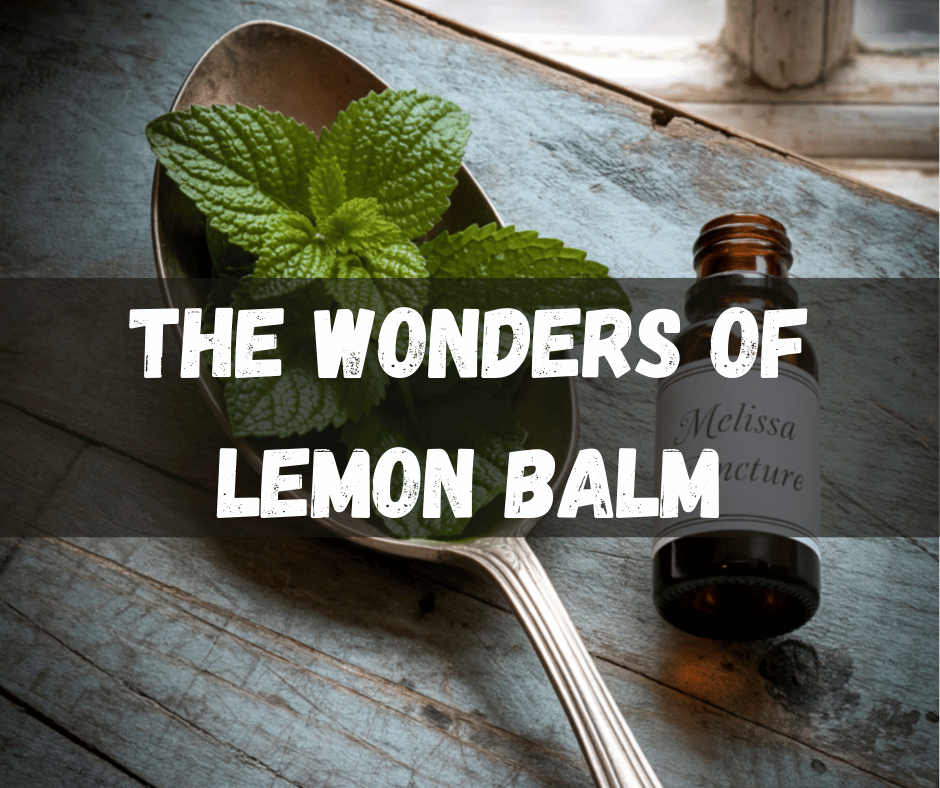 Lemon Balm