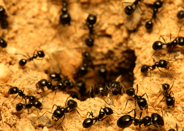 Win the Battle Against Ants: Discover the Best Ant Traps Today!