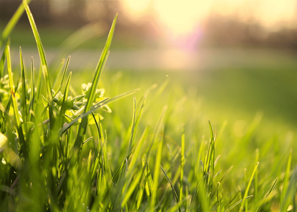 Transform Your Lawn into a Lush Paradise - The Magic of Grass Seed!