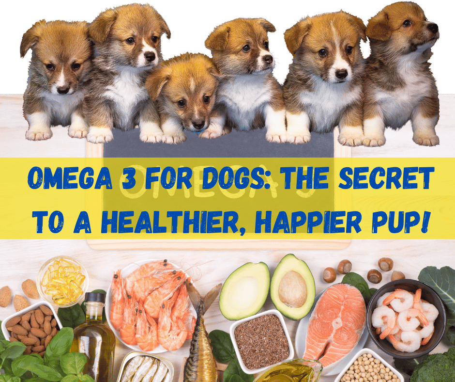 Omega 3 For Dogs